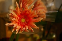 s-IMGP1382