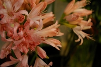 s-IMGP1379