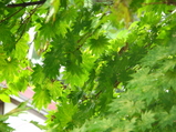 �ڸ����� (46)_21_1_12_1