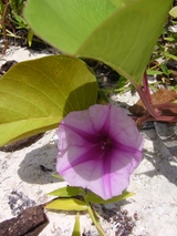 guam13