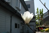 mokuren