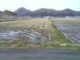 tanbo