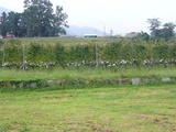 katu-3