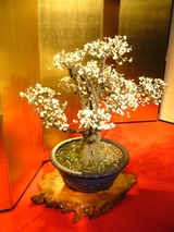 盆梅展４