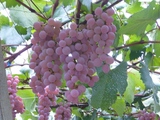 katu12