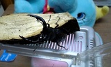 kuwagata