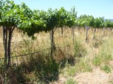 sullivan9