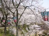 hanami4