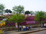 tutuji