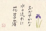 花菖蒲