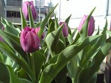 tulip