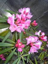 石楠花