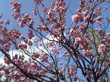 八重桜