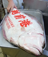 echizenhirame