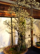 盆梅展９