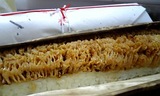 はも