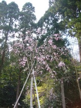 花見-1