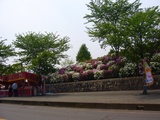 tutuji