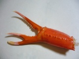 kani