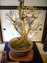盆梅展５
