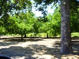 napa4