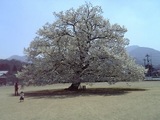 味真野小学校桜1