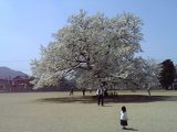 味真野小学校桜2