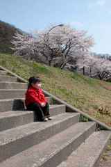 日野川桜