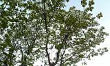 ハナミズキ