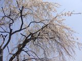 sakura1