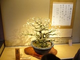 盆梅展６