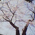 20050408_1251_000.jpg