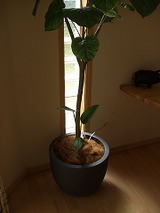 観葉植物(インテリアグリーン)