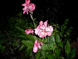 28c81868.jpg