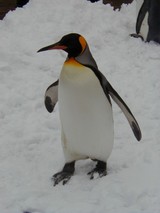 �ڥ󥮥�6
