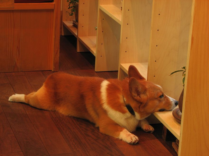 http://image.blog.livedoor.jp/modanchokichoki/imgs/9/f/9f4312f7.jpg