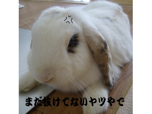 ���ˤʤ룵