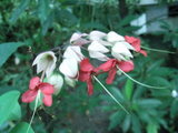 花8
