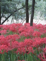 曼珠沙華1