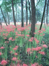 曼珠沙華4
