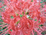 花1