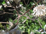 三椏枝
