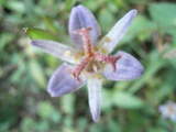 花7
