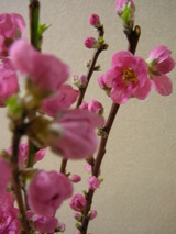 桃の花