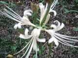 花4