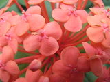 花3