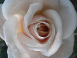 花6