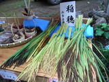 稲穂