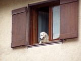 看板犬(2)