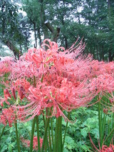 曼珠沙華3